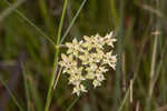 Southern milkweed